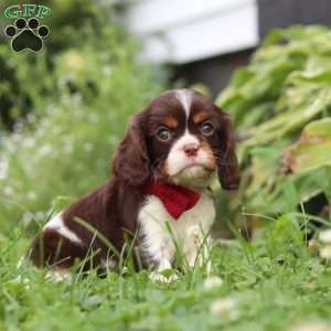 Rocco, Cavalier King Charles Spaniel Puppy